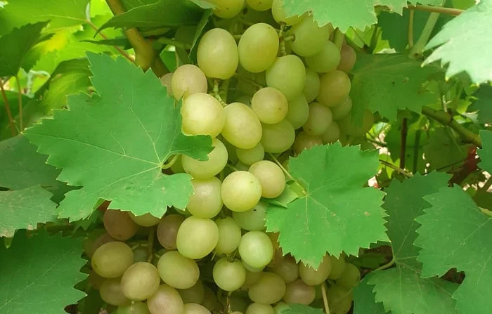 What is the difference between the simple and harmonious taste of grapes? The chief agronomist tells - Garden, Dacha, Gardening, Garden, Grape, Vineyard, Agronomist, Summer residents, Telegram (link), Longpost