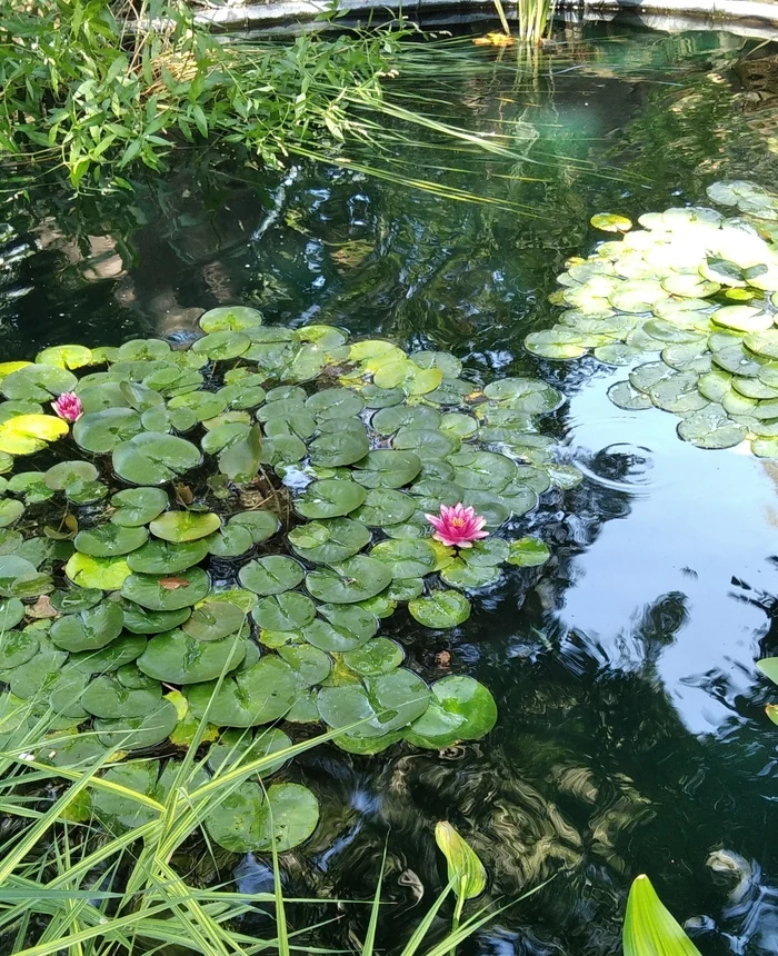 Water lily - My, Nature, Flowers, Water lily, Mobile photography, Plants