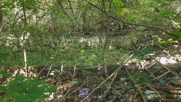 дно бассейна тоже заросло