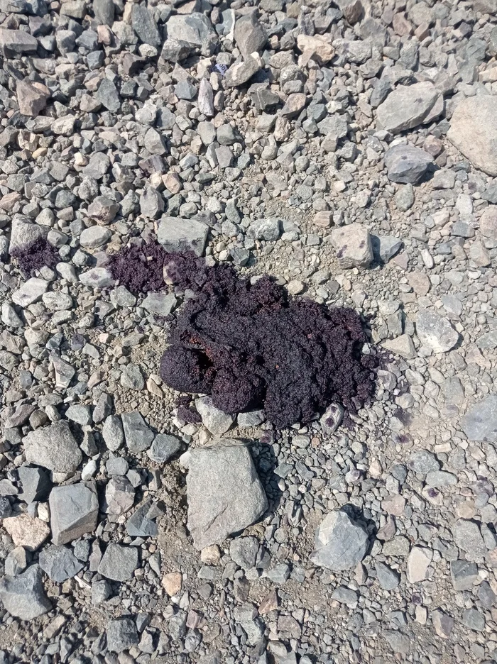 Bear feces? - Mobile photography, Feces, The Bears, Rosa Khutor