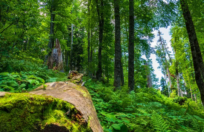 Relic forest - My, The photo, Nikon, Nature, Landscape, Forest, Krasnaya Polyana, Fern