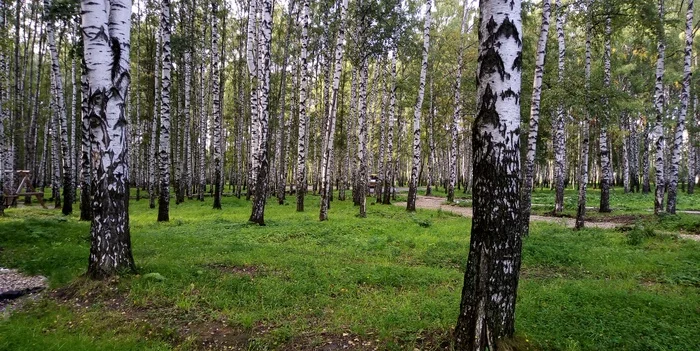 Берёзоньки - Моё, Лето, Красота, Березы, Красивый вид, Трава