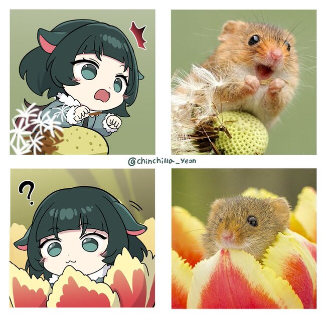 : chinchilla_yeon