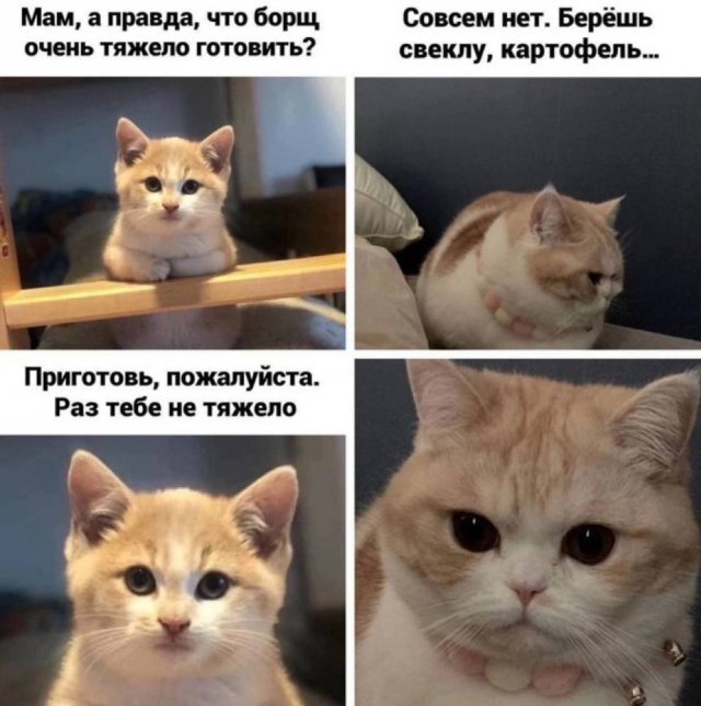 ? ,   , 