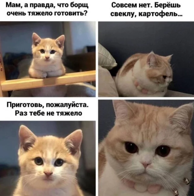 Funny? - Humor, Picture with text, cat