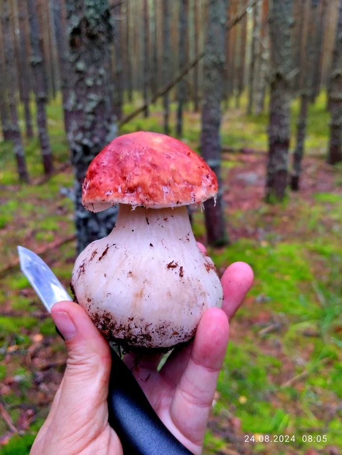 I confirm that this is a pear - My, Pear, Porcini