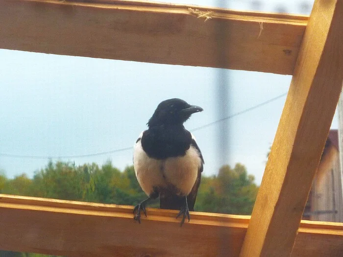 Curious - My, The photo, Walk, Landscape, Nature, Birds