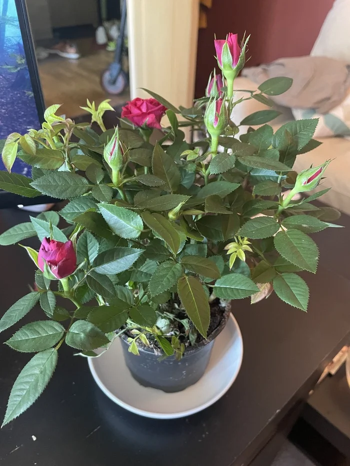 How to start flowering? - the Rose, Bloom, Bud, Need advice