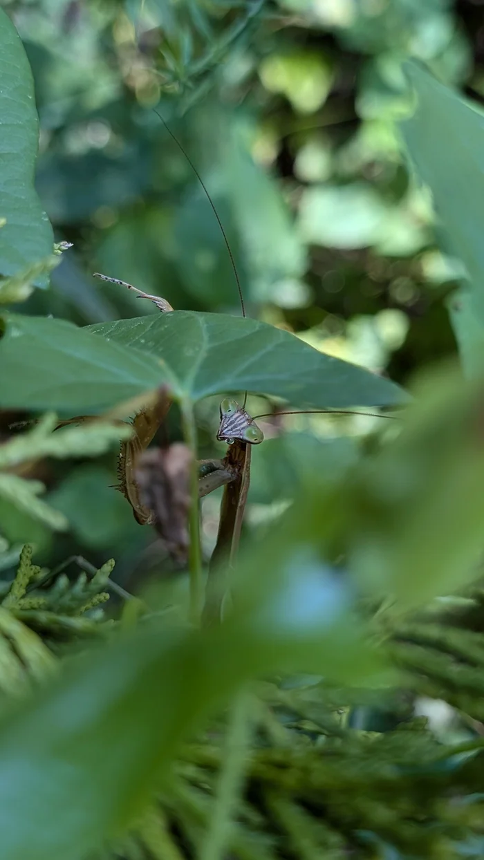 My family and other animals - My, Insects, Arachnids, Mantis, Spider, In the animal world, Video, Vertical video, Longpost