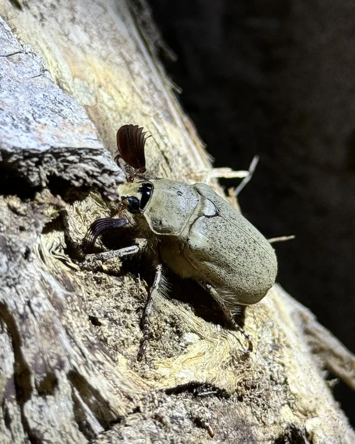 Evening guest by the fire - My, Mobile photography, Жуки, Deer Beetle, wildlife