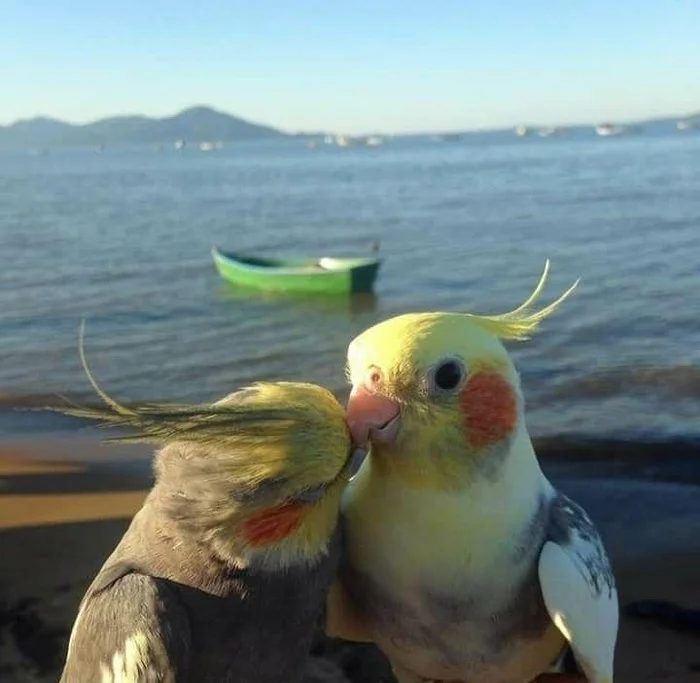 This is love - A parrot, Kiss, Love, Beach, Sea