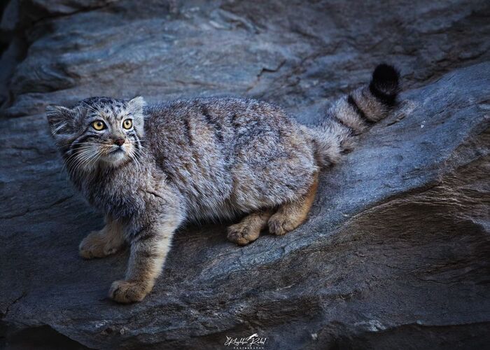 Rare beast - Pallas' cat, Cat family, Predatory animals, Wild animals, wildlife, Ladakh, India, The photo, Small cats