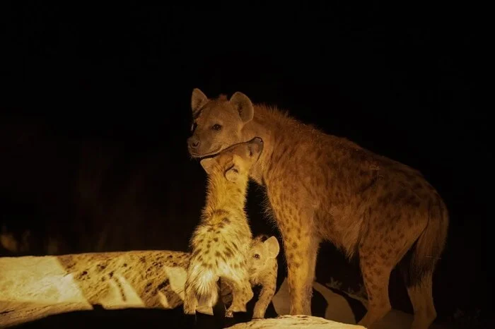 Cubs meet mother - Young, Hyena, Spotted Hyena, Predatory animals, Wild animals, wildlife, Reserves and sanctuaries, Africa, The photo, Night shooting