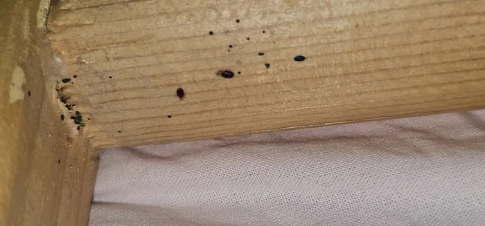 Where do bedbugs come from? - My, No rating, Need advice, Bedbugs, Disinfection, Sanitary and Epidemiological Station, What to do, Longpost