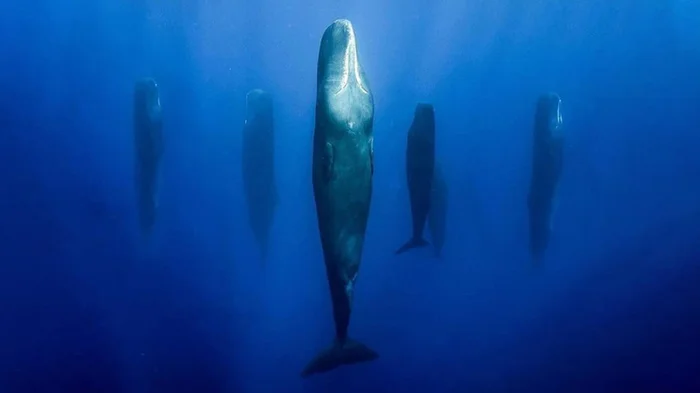 Answer by khannanov in “The most common species of whale in Mauritius is sperm whales. It's absolutely safe to swim with them. - Diving, Whale, Sperm whale, Travels, Vertical video, Telegram (link), Reply to post