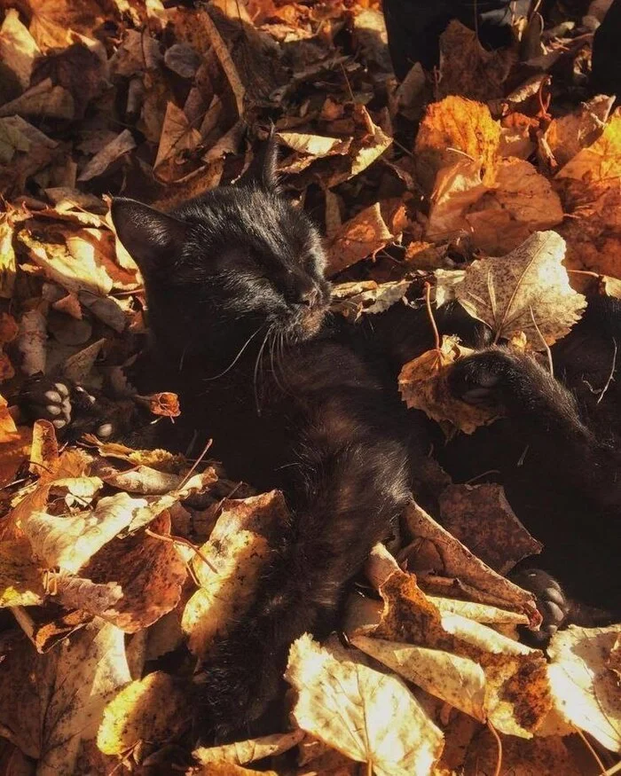 Soon... - Autumn, Soon, Longpost, cat