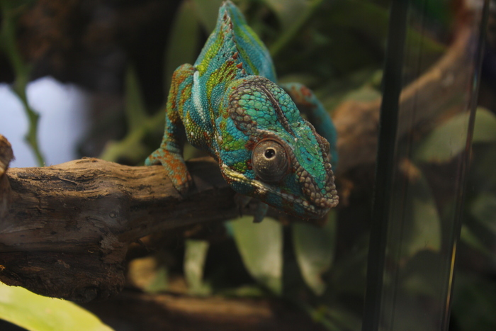 Дерзкий взгляд