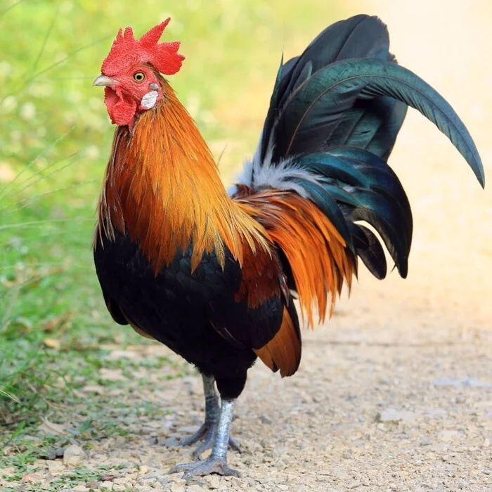 Do you need a rooster when keeping laying hens? - My, Entrepreneurship, Business, Small business, Сельское хозяйство, Rooster, Hen, Layers, Care and maintenance, Trade, Poultry