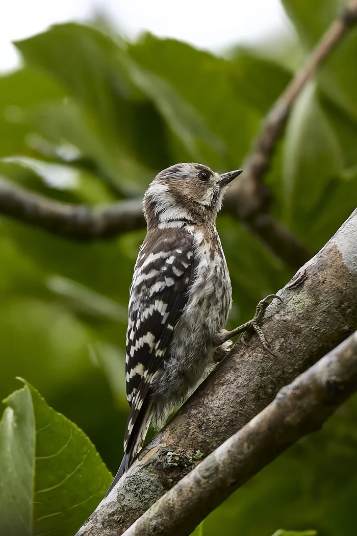 Lesser Sharp-winged Woodpecker (Russky Island) - My, Canon, Photo hunting, Ornithology, Ornithology League, Birds, Woodpeckers, Vladivostok, Primorsky Krai, Russian island, The photo