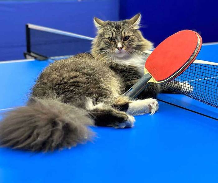 ArtTT club and cat Topsik - Table tennis, cat, Video, Video VK, Longpost