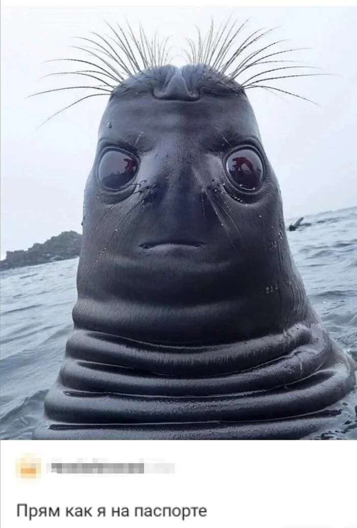 Seal looking up - Humor, Picture with text, The photo, Seal, Unusual, Suddenly, Oddities