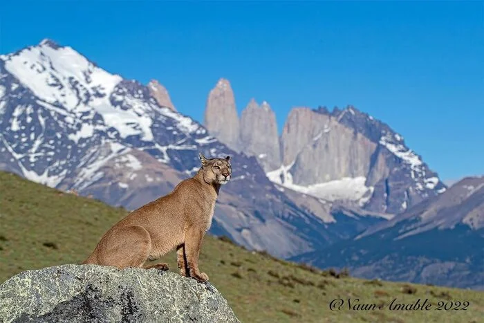 August 26th is Cougar Day - Puma, Small cats, Cat family, Predatory animals, Wild animals, wildlife, Patagonia, South America, The photo