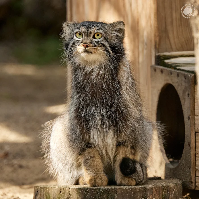 Summer Pallas's cat - My, Pallas' cat, Wild animals, Cat family, Novosibirsk Zoo, Zoo, Predatory animals, Small cats