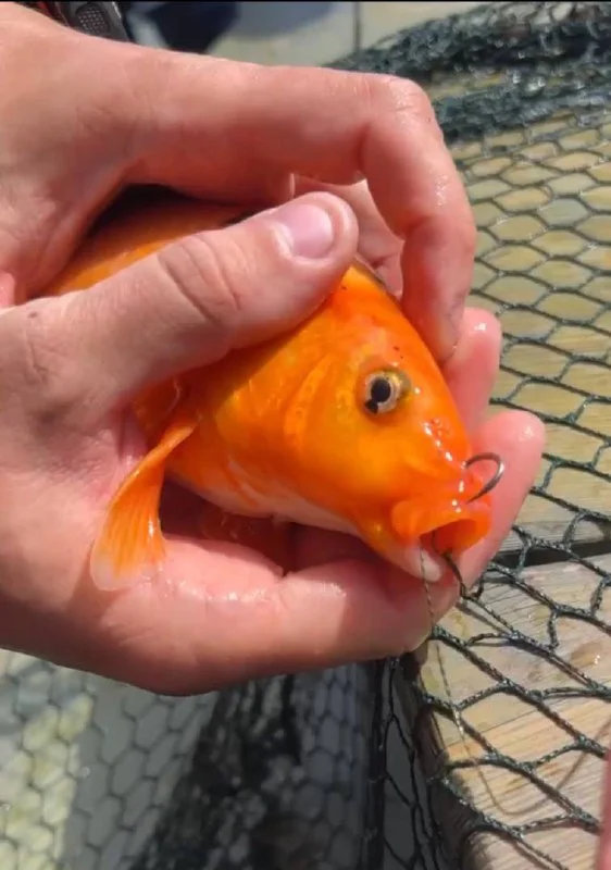 The foal caught carp in the pond at the Chelyabinsk Zoo with a braided line and a hook. - Carp, A fish, Pond, Chelyabinsk Zoo, Illegal activities, Negative, Children, Parents and children, Fishing, Animal protection, Damage to property, Spanish shame, Hooligans, Hooliganism, Stupidity, Telegram (link)