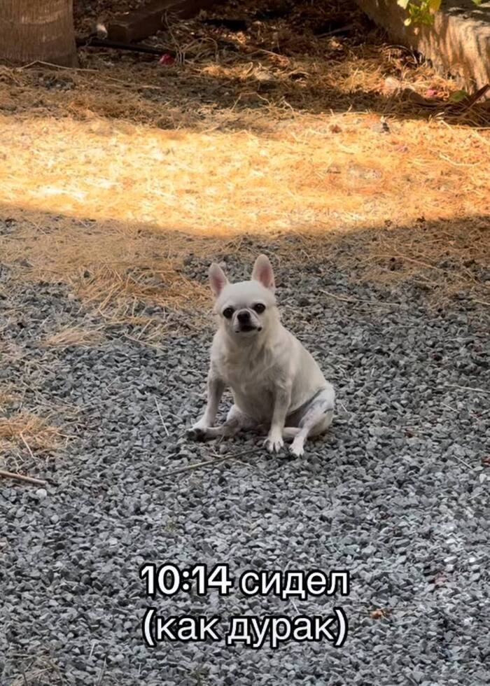 Found a Chihuahua Named Jackie Chan That Literally Describes My Weekend - Picture with text, Humor, Dog, Chihuahua, Fatigue, Weekend, Telegram (link), Longpost