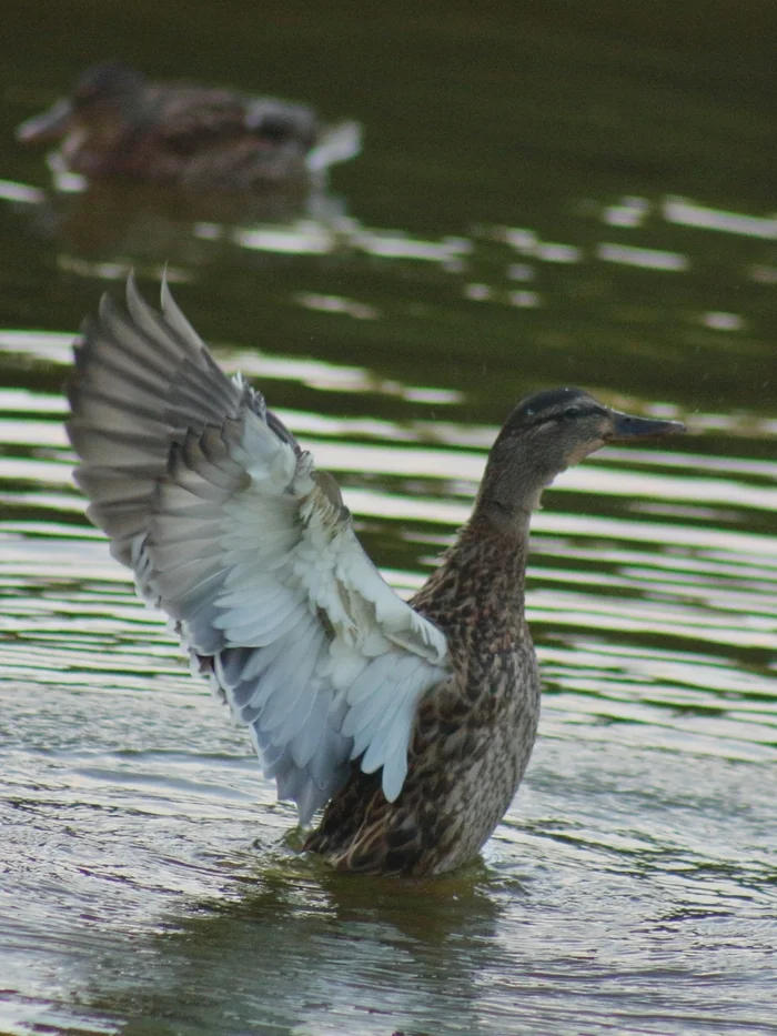 Take off! - My, The photo, Birds, Canon 450d, Water, Bird watching