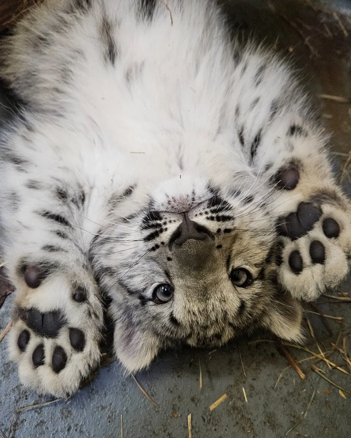 I have paws :3 - Snow Leopard, Young, Predatory animals, Wild animals, Big cats, Cat family, Paws, Zoo