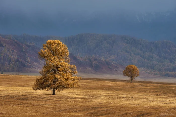 Золотые деревья Алтая - Моё, Фотография, Республика Алтай, Осень, Красивый вид, Природа России, Золото, Горы, Степь, Дерево