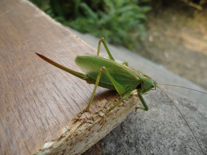 It's time to look children's fear in the eye: Why do grasshoppers need a big sharp thorn at the back? - Grasshopper, Ovipositor, Insects, Animals, Wild animals, Yandex Zen, Yandex Zen (link), Longpost