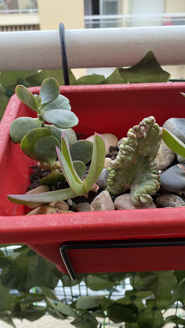 Только приживаются. Чахлики здесь.