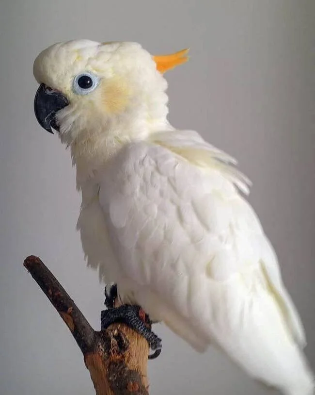 My husband and I got a parrot - Situation, Life stories, Men and women, A life, Overheard