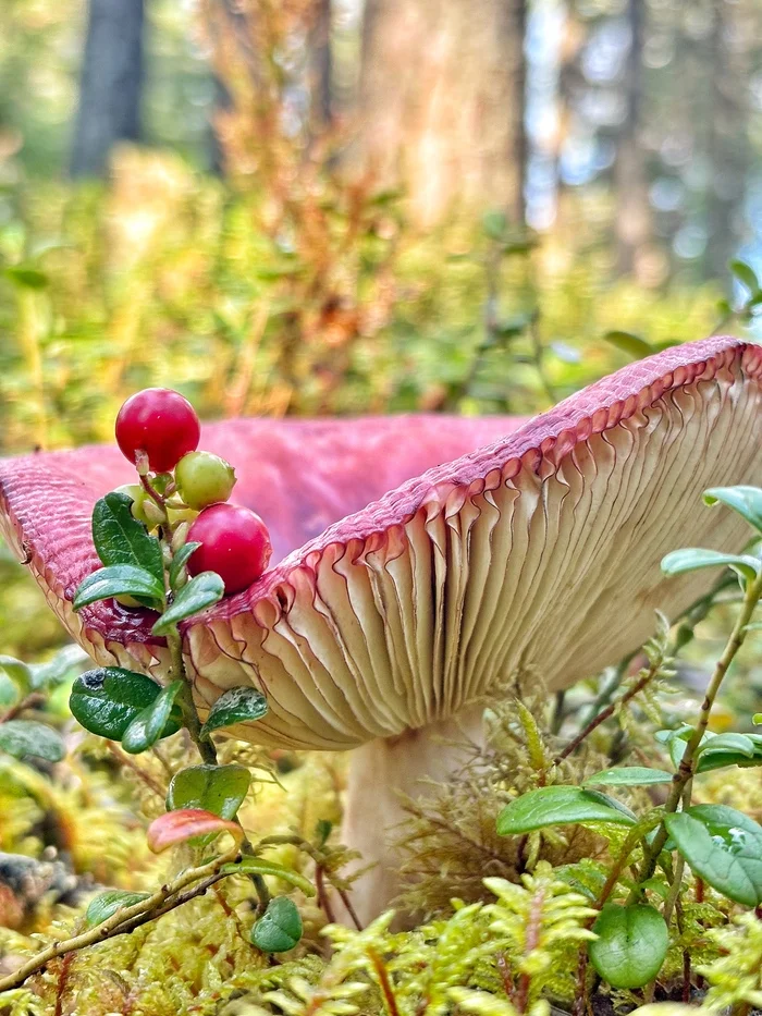 Travel to Karelia! Part 1. Berry and mushroom - My, Camping, A life, Tourism, Nature, Drive, Карелия, Mushrooms, Berries, Hike, Туристы, Forest, The photo, Mobile photography, Longpost