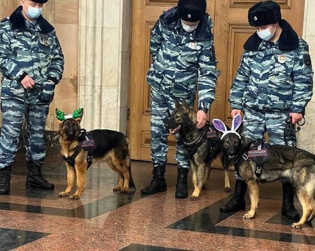 Bunnies - My, Dog, The photo, Mobile photography, Police, Moscow Metro, Service dogs, German Shepherd