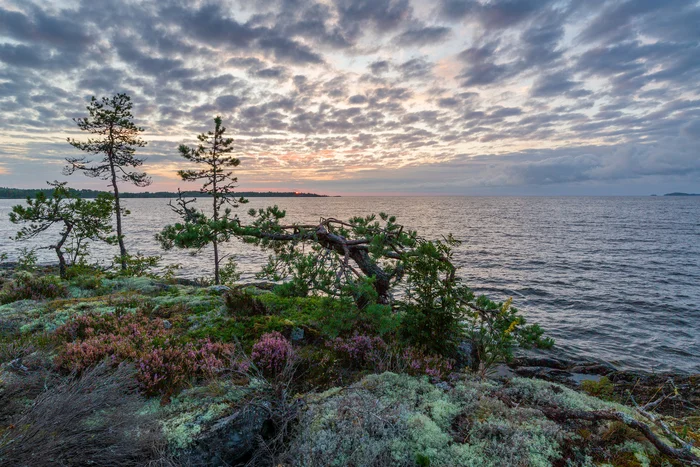 Ladoga skerries August 2024 - My, Карелия, Ladoga, dawn