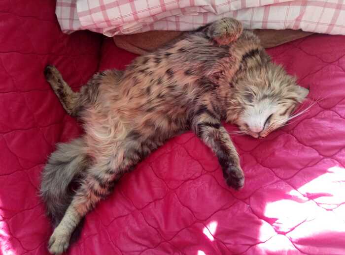 подобранный полгода назад мною кот. вонял ссаньём и был дик и зол :) сейчас чистая лапочка. ласковый и балда.