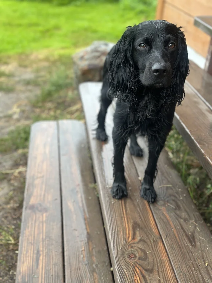 Summer of Dogs - My, Dog, Summer, Mood, Mobile photography, Video, Vertical video, Longpost