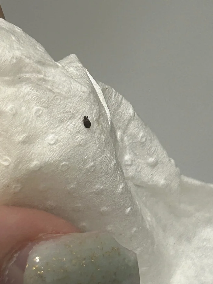Insect on the bed... - Insects, Bedbugs, Longpost
