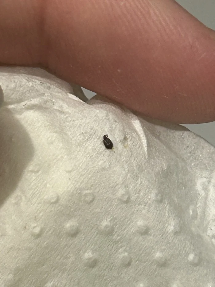 Insect on the bed... - Insects, Bedbugs, Longpost