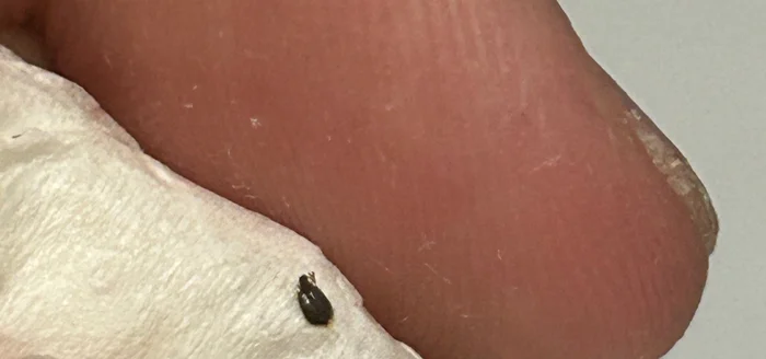 Insect on the bed... - Insects, Bedbugs, Longpost
