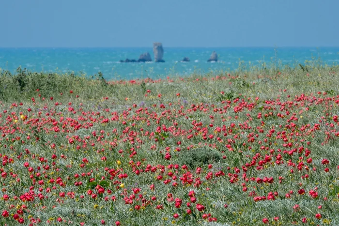 Крым - Моё, Крым, Небо, Фотография, Россия, Черное море, Тюльпаны