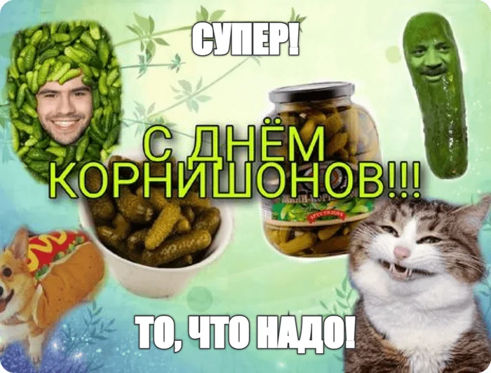 With DR in a nutshell - Birthday Picabu, Memes, meme generator, cat, Picture with text, Gherkins