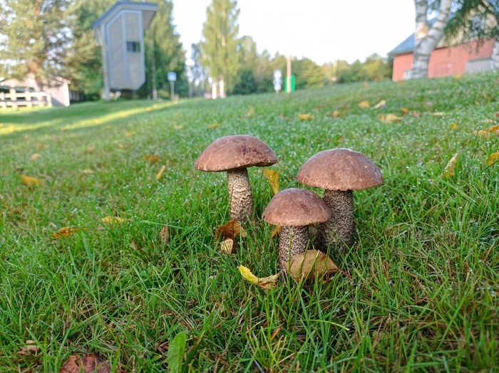 On the way to work - My, Mushrooms, August, Mobile photography