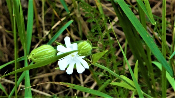 wildflowers - My, The photo, Walk, Nature, Flowers, Wildflowers