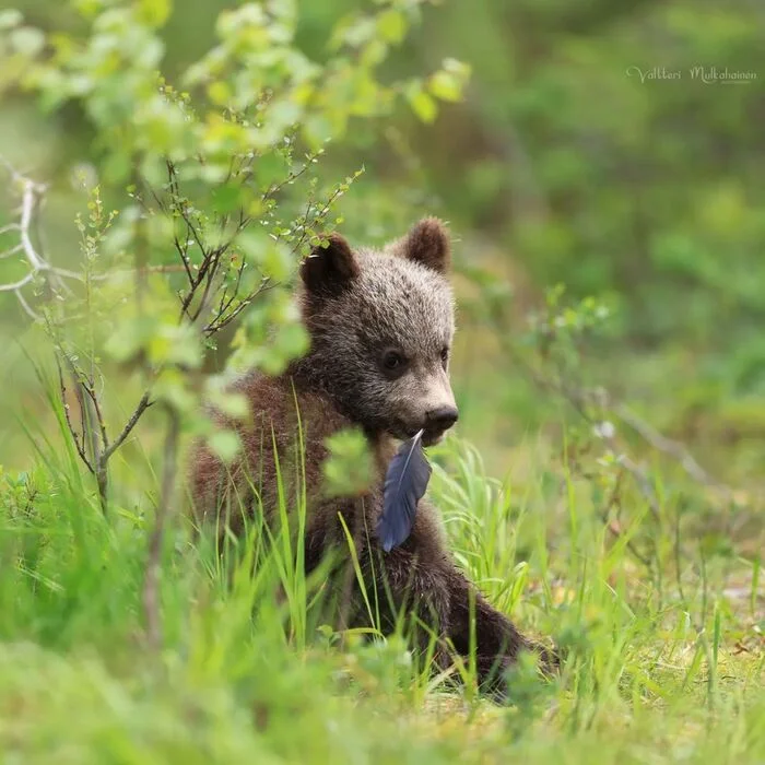 Young poet - The Bears, Brown bears, Teddy bears, Predatory animals, Wild animals, wildlife, Finland, Feather, The photo