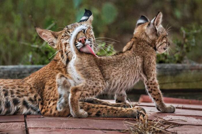 Go home and go for a walk - Lynx, Red Lynx, Lynx, Small cats, Cat family, Predatory animals, Wild animals, North America, The photo, Lick