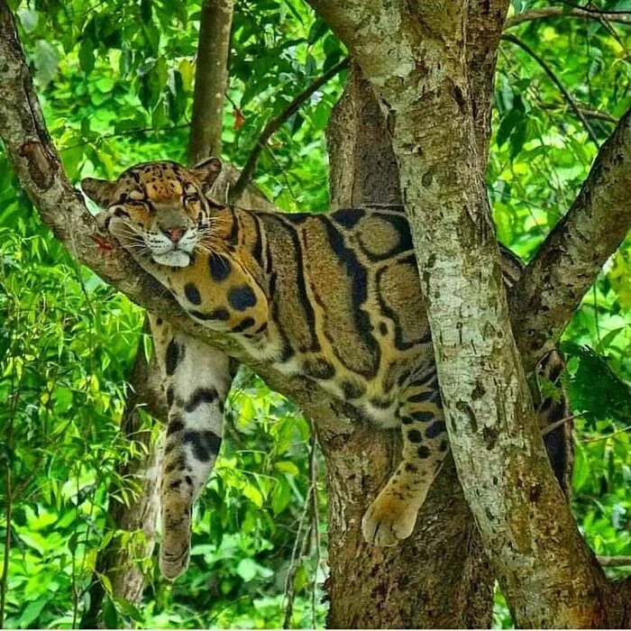 Took a nap - Clouded leopard, Big cats, Cat family, Predatory animals, Wild animals, The photo